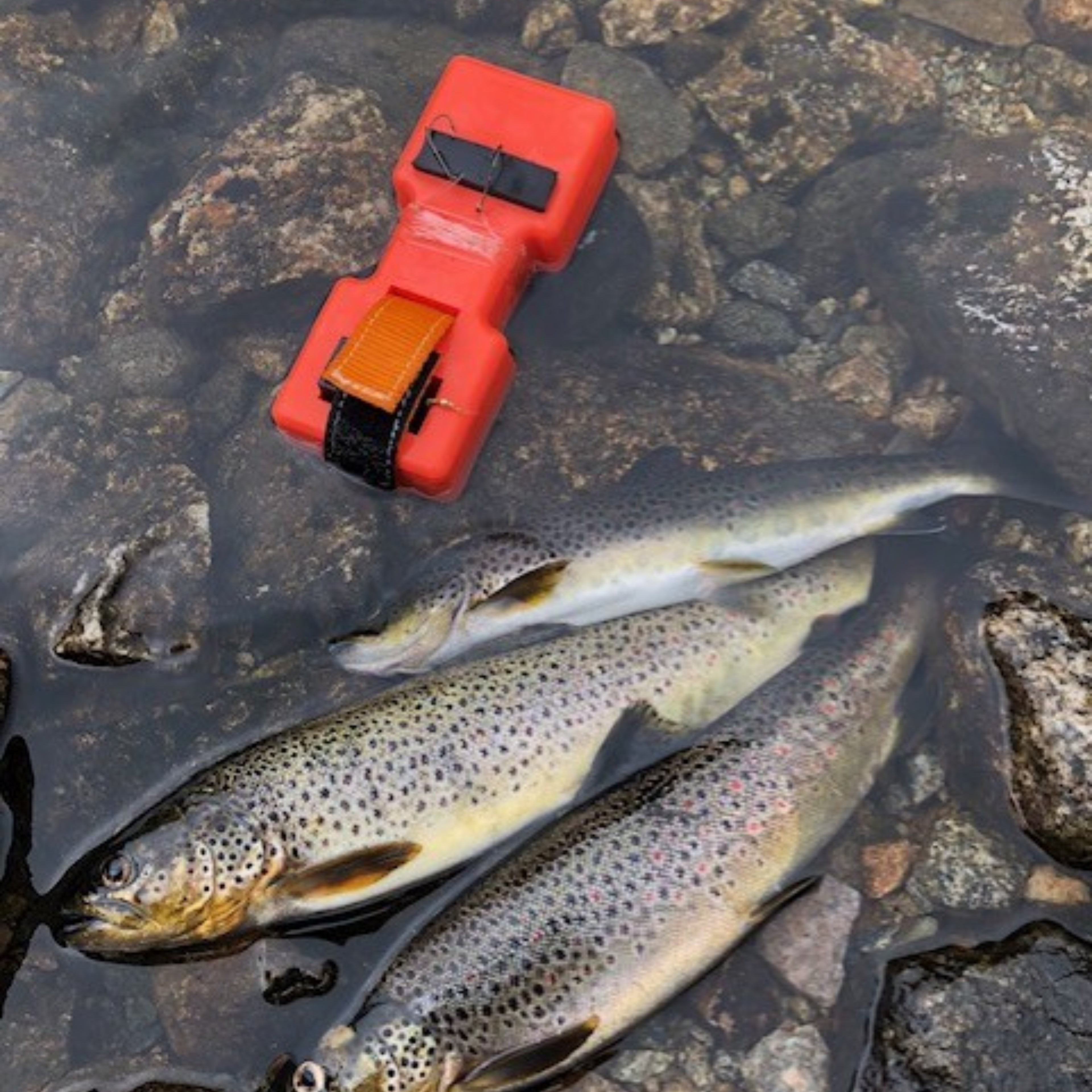 Autosett Small - Perfekt zum Forellenangeln - Bekannt von Tiktok